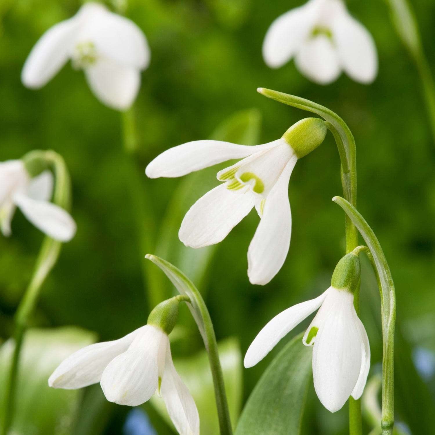 Schneeglöckchen (Galanthus) 'Woronowii' - Vintergæk